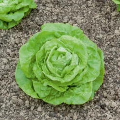 Kopfsalat ‘Gotte Jaune d’Or’ - Knackig frisch vom Balkon
