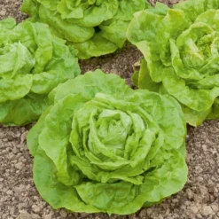 Kopfsalat ‘Gotte Jaune d’Or’ - Knackig frisch vom Balkon