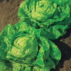 Kopfsalat ‘Grosse blonde paresseuse’ - Salat ohne Schossen