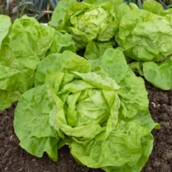 Kopfsalat ‘Grosse blonde paresseuse’ - Salat ohne Schossen