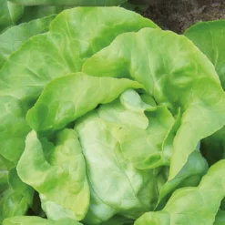 Kopfsalat Matilda Bio - Knackige Köpfe frisch geerntet