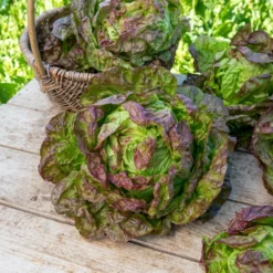Kopfsalat ‘Merveille des quatre saisons’ - Salat das ganze Jahr