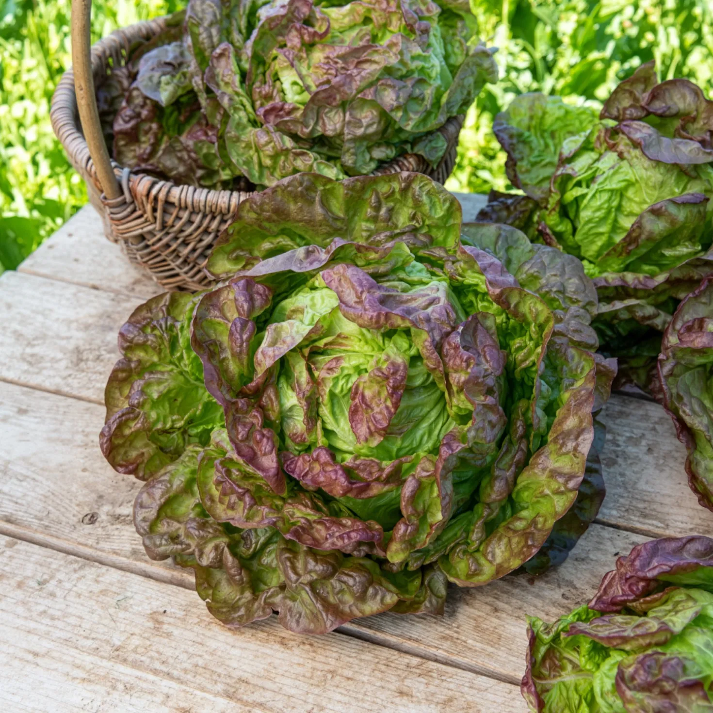 Kopfsalat ‘Merveille des quatre saisons’ - Salat das ganze Jahr