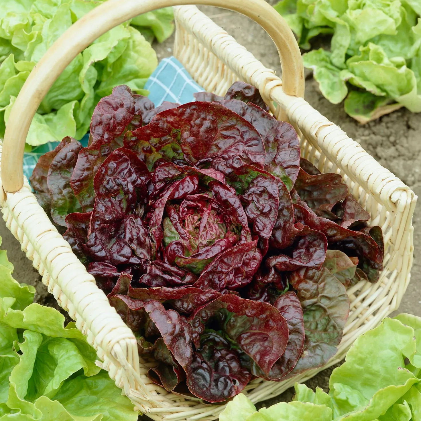 Kopfsalat ‘Merveille des quatre saisons’ - Salat das ganze Jahr