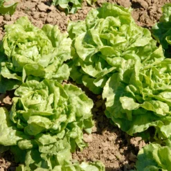 Kopfsalat Novappia (x6) - Knackiger Salat ganz einfach