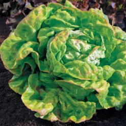 Kopfsalat ‘Reine de Mai’ Bio - Zarter Salat im Frühling