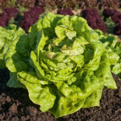 Kopfsalat ‘Reine de Mai’ - Zarter Salat schon im Mai