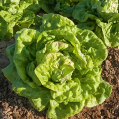 Kopfsalat ‘Reine de Mai’ - Zarter Salat schon im Mai