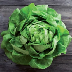 Kopfsalat Rigoletto - Knackiger Salat, ganz einfach