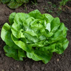 Kopfsalat Rigoletto - Knackiger Salat, ganz einfach