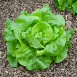 Kopfsalat Rigoletto - Knackiger Salat, ganz einfach