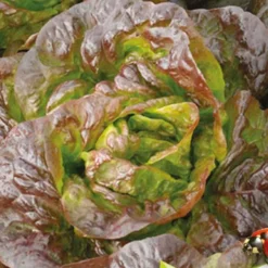 Kopfsalat Roxy Bio - Knackig, rot und schnell reif