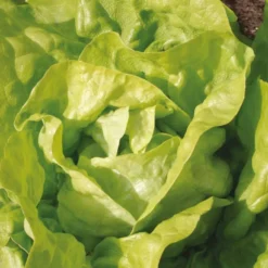 Kopfsalat Twellose Gele Bio - Zarter Salat frisch geerntet