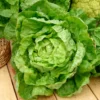 Kopfsalat Winterwunder - Frischer Salat im Winter