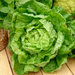 Kopfsalat Winterwunder - Frischer Salat im Winter