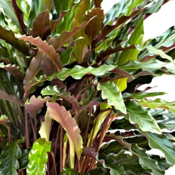 Korbmarante 'Elger Grass' - Grün, das lebendig wirkt