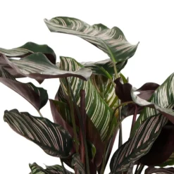 Korbmarante 'Ornata' XL - Deko-Wirkung sofort