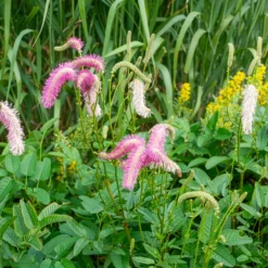 Koreanischer Wiesenknopf Pink Brushes - Rosa Federn im Beet
