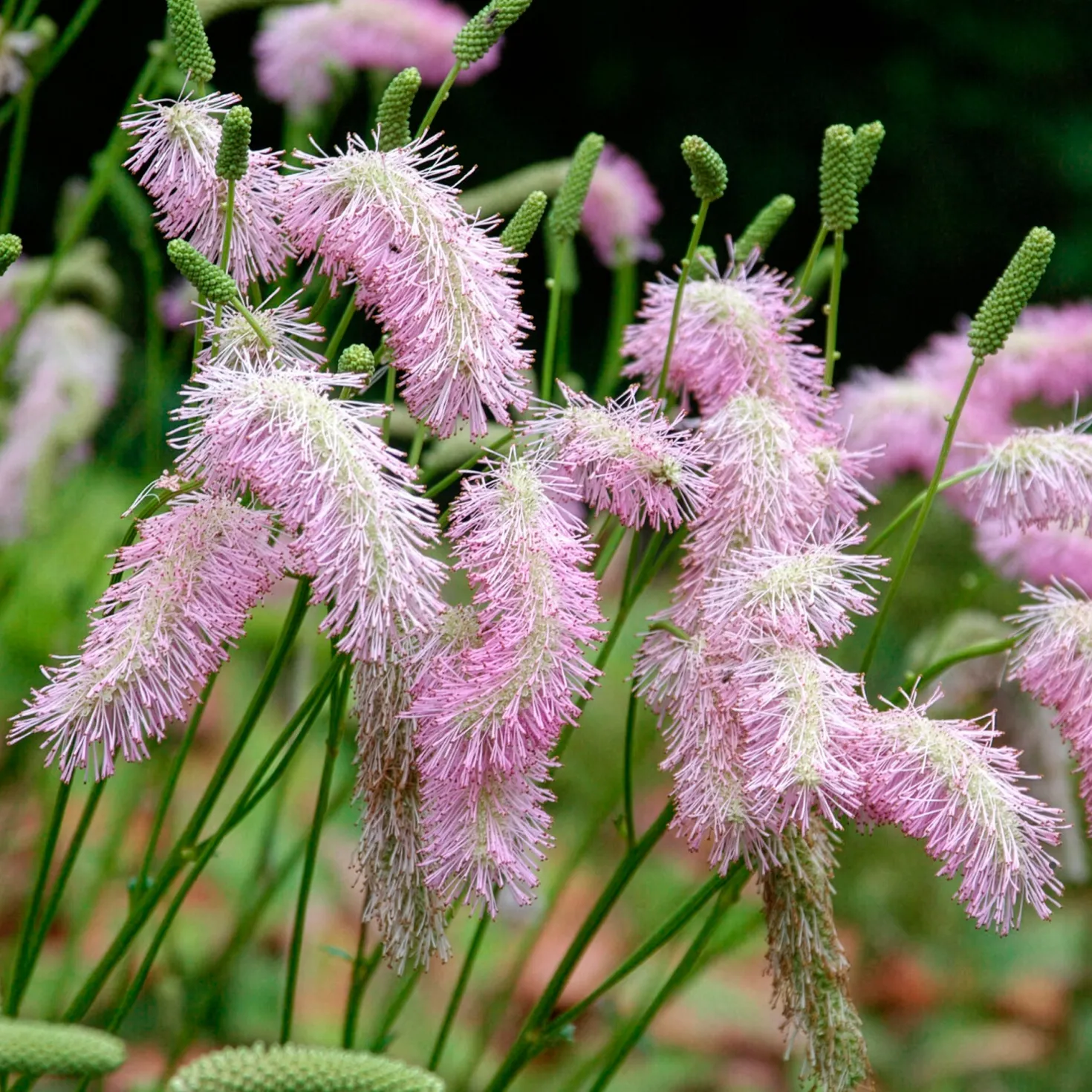 Koreanischer Wiesenknopf Pink Brushes - Rosa Federn im Beet