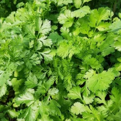 Koriander Coriandrum sativum - Frisch geerntet, sofort gewürzt