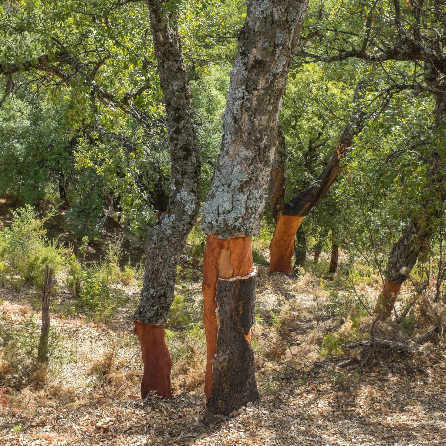 Korkeiche - Der Baum, der Kork macht