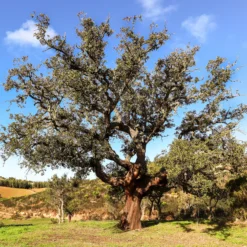 Korkeiche - Der Baum, der Kork macht