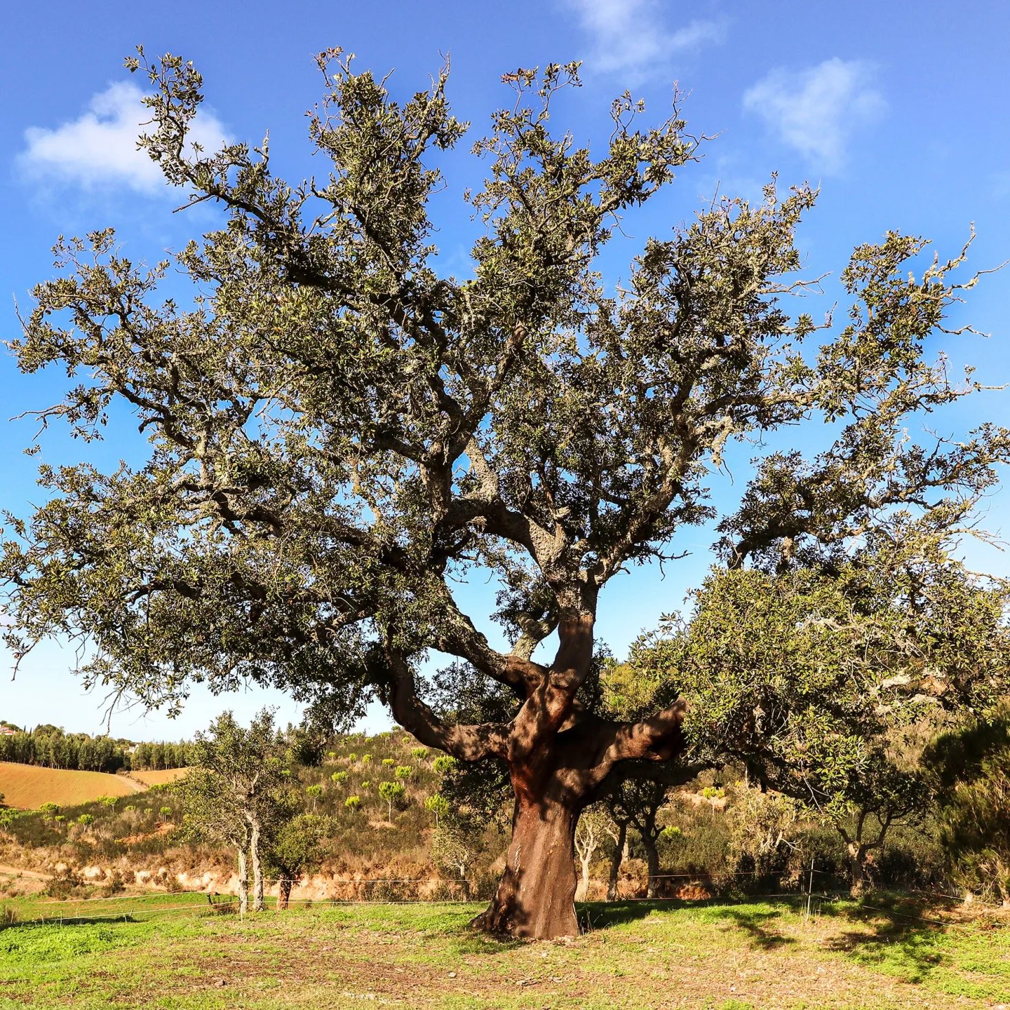 Korkeiche - Der Baum, der Kork macht