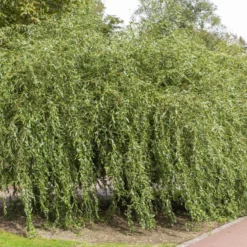 Korkenzieher-Weide ‘Tortuosa’ - Verdrehte Zweige, sofort Blickfang