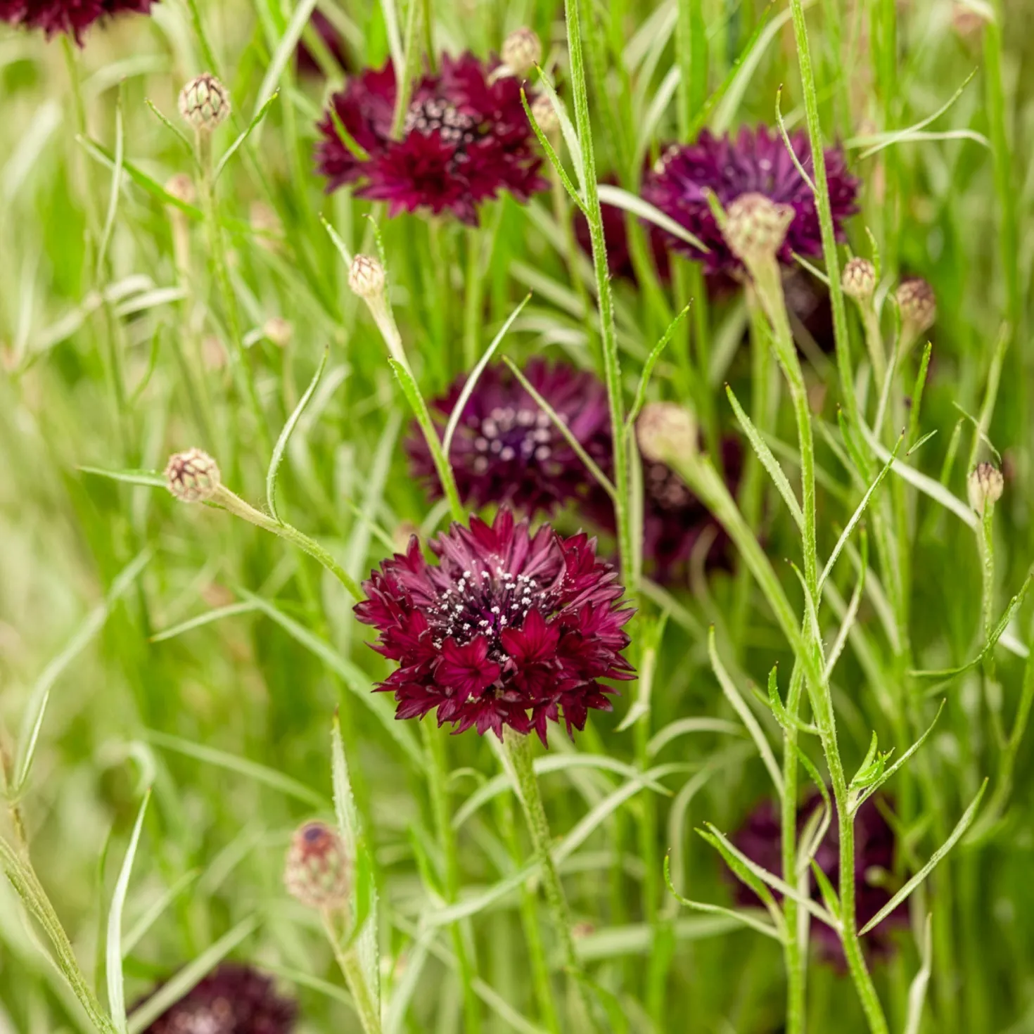 Kornblume Black Ball - Tiefrote Blüten den Sommer lang