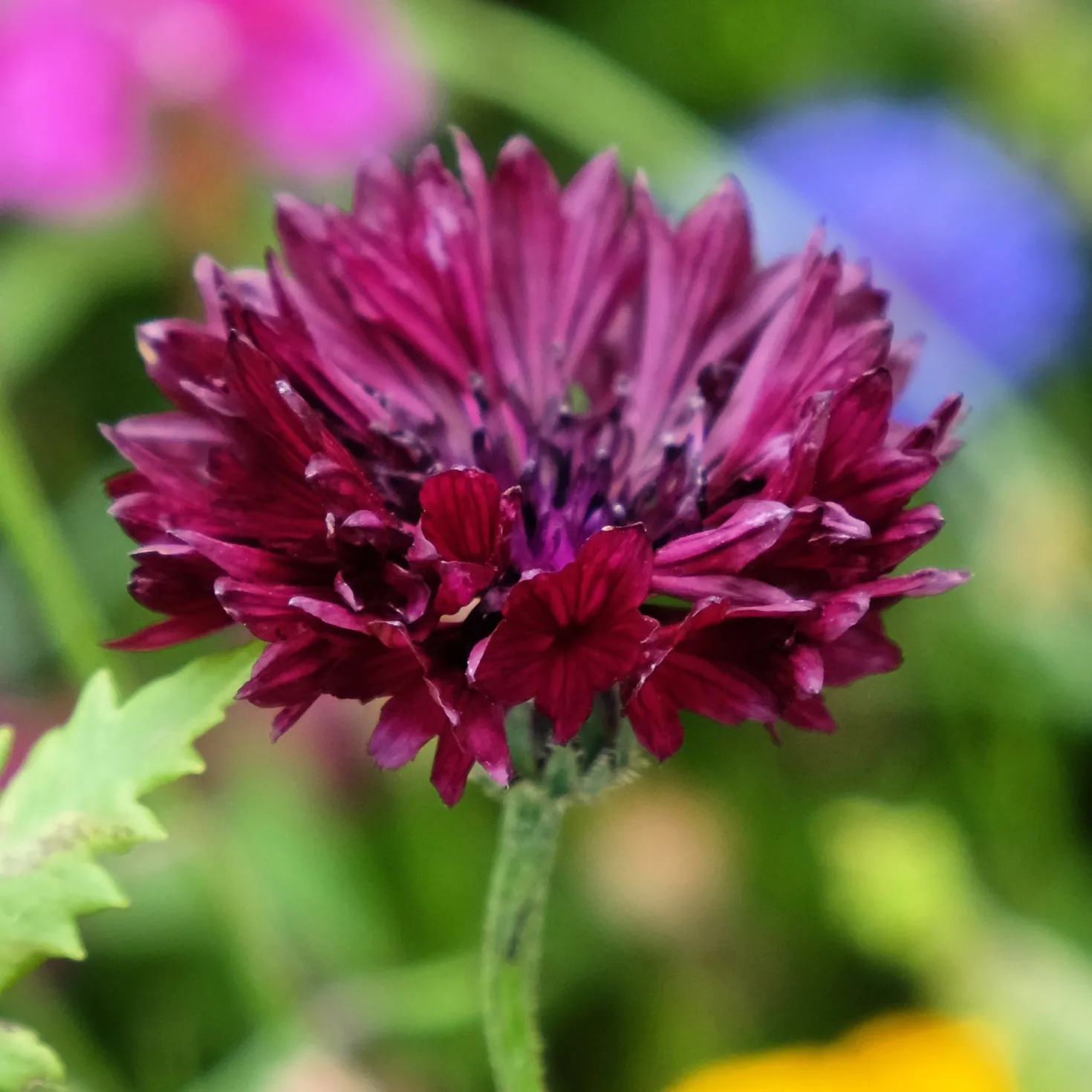 Kornblume Black Ball - Tiefrote Blüten den Sommer lang