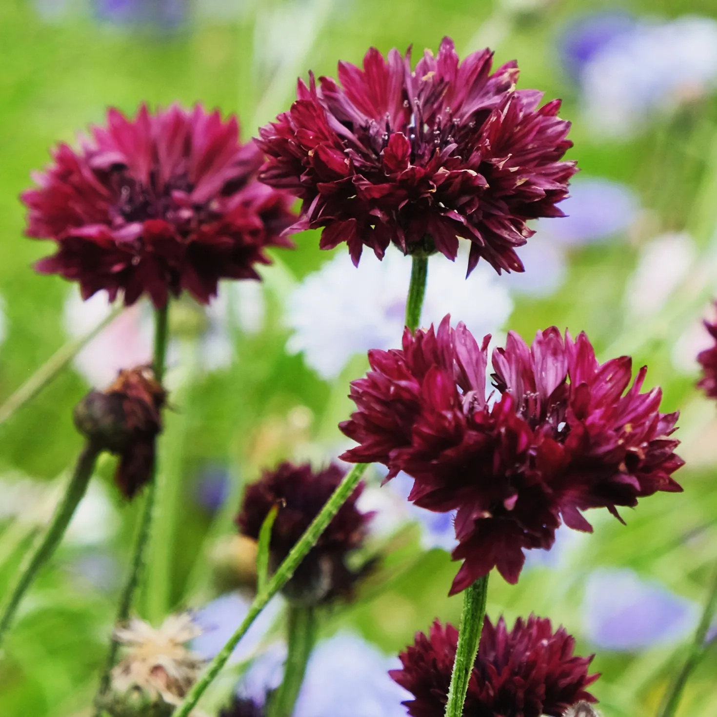 Kornblume Black Ball - Tiefrote Blüten den Sommer lang
