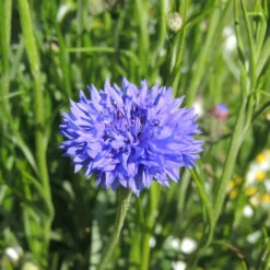 Kornblume Blue Boy - Leuchtend blau, bienenstark