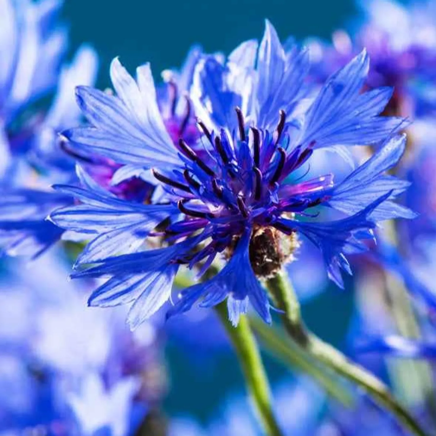 Kornblume Blue Boy - Leuchtend blau, bienenstark