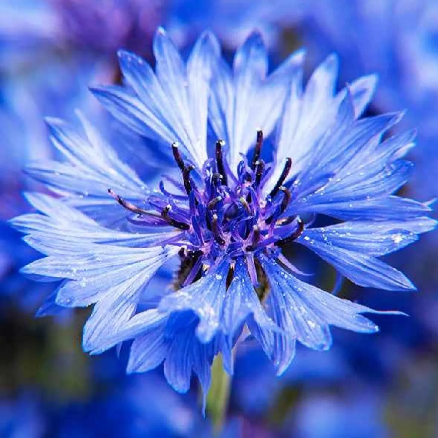 Kornblume Blue Boy - Leuchtend blau, bienenstark