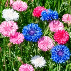 Kornblumen Mischung - Farbenmeer im Handumdrehen
