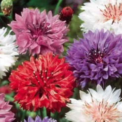 Kornblumen Mischung - Farbenmeer im Handumdrehen