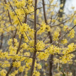 Kornelkirsche - Gelbe Blüten schon im Februar