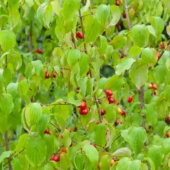 Kornelkirsche - Gelbe Blüten schon im Februar