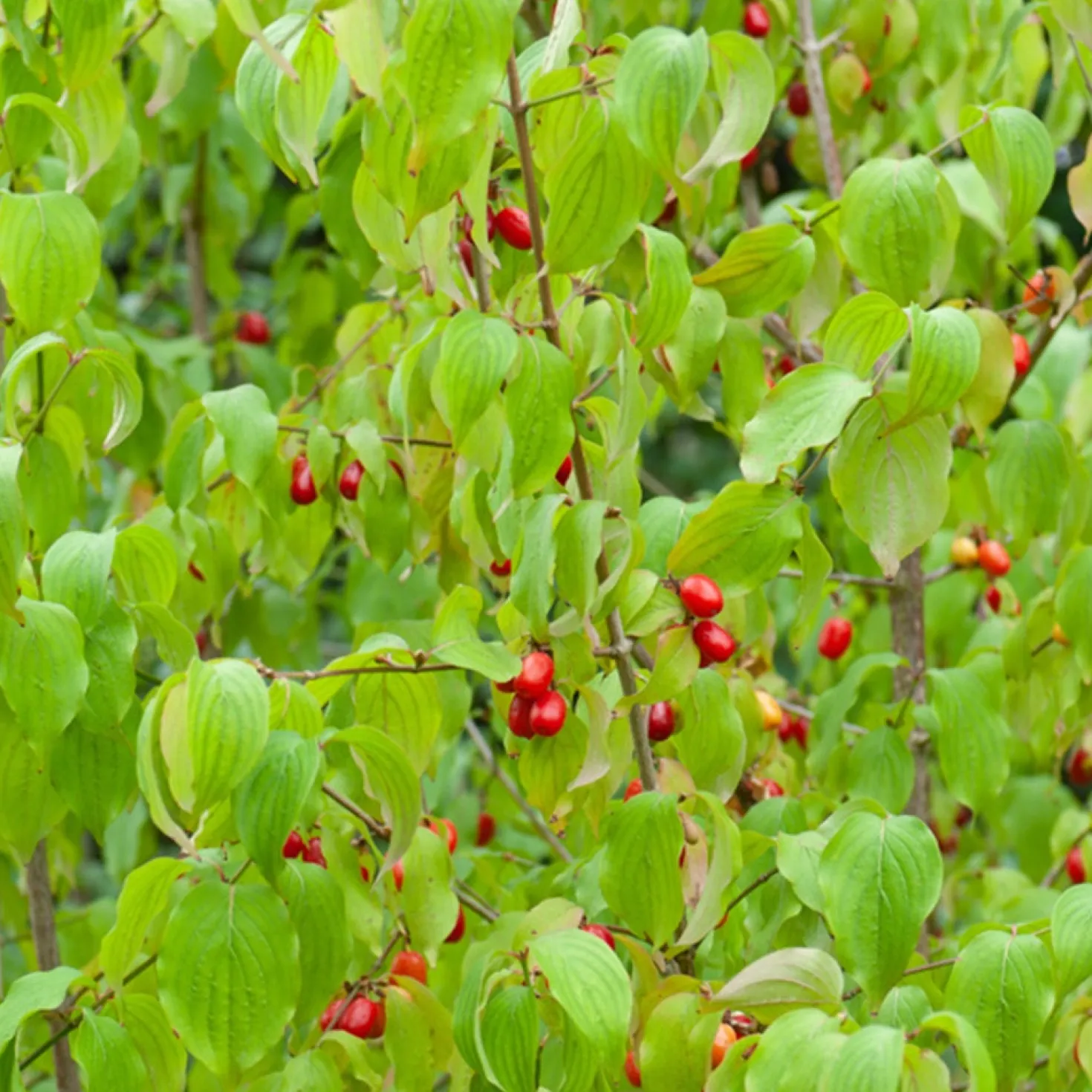 Kornelkirsche - Gelbe Blüten schon im Februar