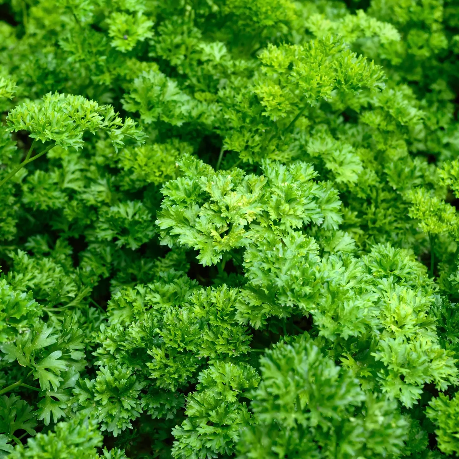 Krause Petersilie Dunkelgrün Bio - Frisch geerntet, voller Aroma