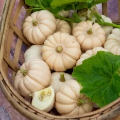 Kürbis Baby Boo - Mini-Kürbisse zum Verlieben