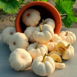 Kürbis Baby Boo - Mini-Kürbisse zum Verlieben