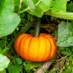 Kürbis Jack Be Little - Mini-Kürbis, große Ernte