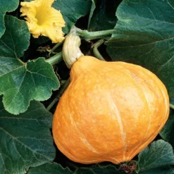 Kürbis ‘Potimarron’ - Süßer Maronengeschmack im Herbst