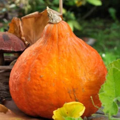 Kürbis ‘Potimarron’ - Süßer Maronengeschmack im Herbst