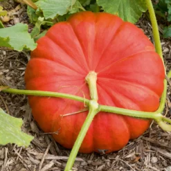Kürbis 'Rote Zentner' - Riesenernte leicht gemacht