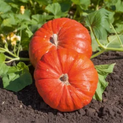 Kürbis 'Rote Zentner' - Riesenernte leicht gemacht