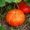 Kürbis ‘Rouge Vif d’Étampes’ Pflanzen (x3) - Riesenkürbis leicht geerntet