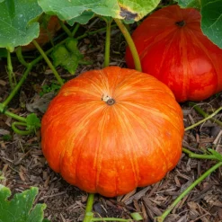 Kürbis ‘Rouge Vif d’Étampes’ Pflanzen (x3) - Riesenkürbis leicht geerntet
