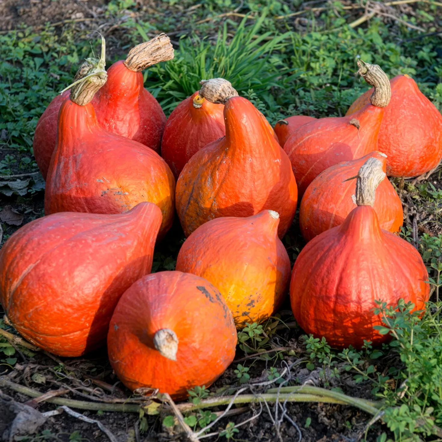 Kürbis Uchiki Kuri Bio - Ernte süß wie Maroni